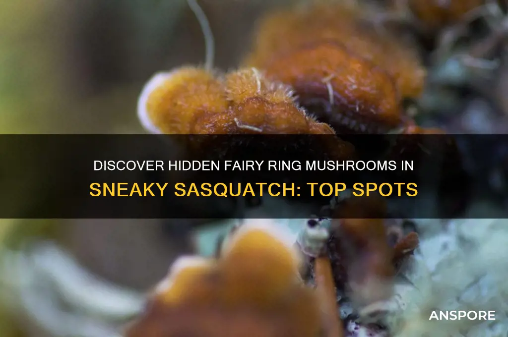 where to find fairy ring mushroom sneaky sasquatch