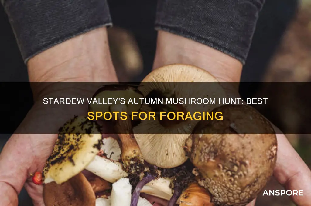 where to find fall mushrooms stardew