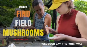 Discovering Field Mushrooms: Top Spots and Foraging Tips for Beginners