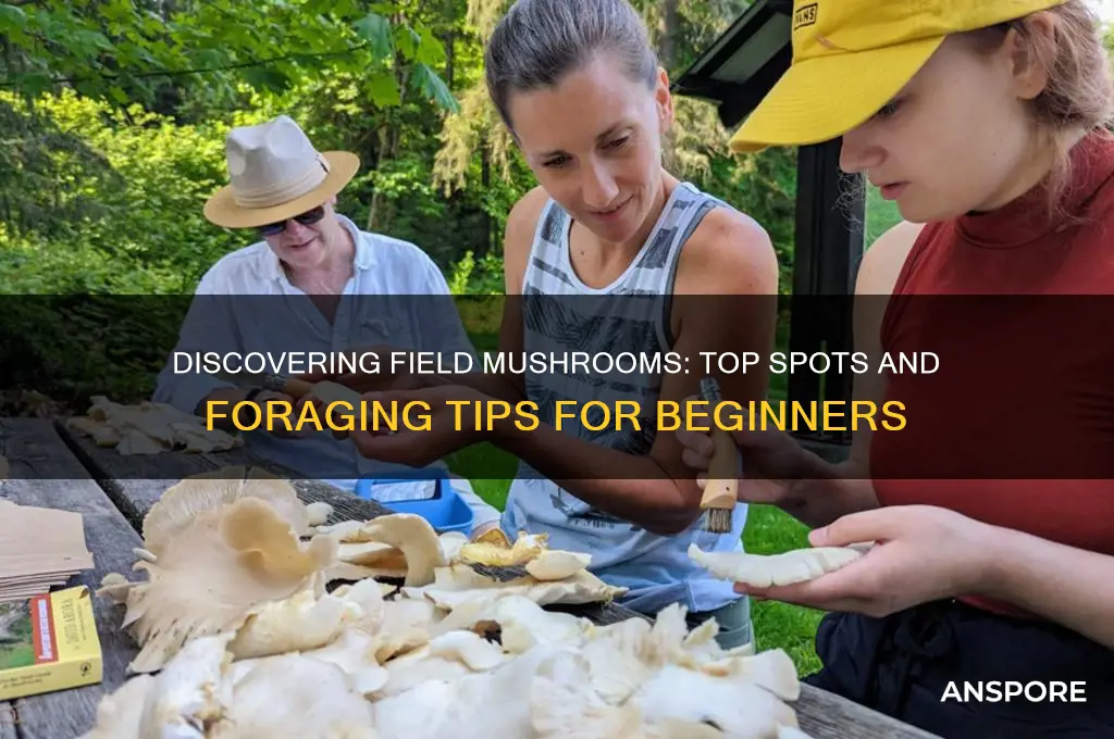 where to find field mushrooms