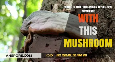 Discovering Fireclay Mushrooms: Expert Tips and Hidden Sources Revealed