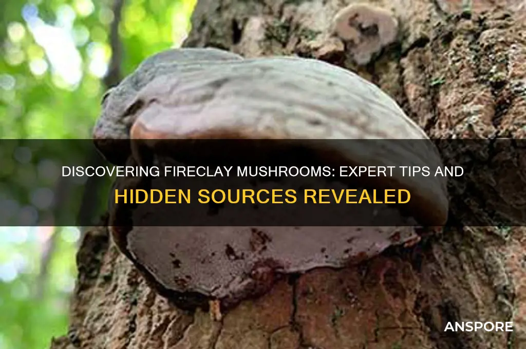 where to find fireclaydoes anyone have experience with this mushroom