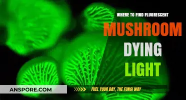 Glowing Fungi in Dying Light: Where to Spot Fluorescent Mushrooms