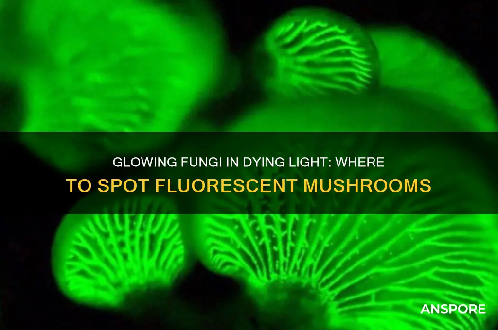 where to find fluorescent mushrooms dying light