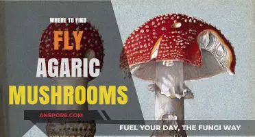 Discovering Fly Agaric Mushrooms: Top Locations and Foraging Tips