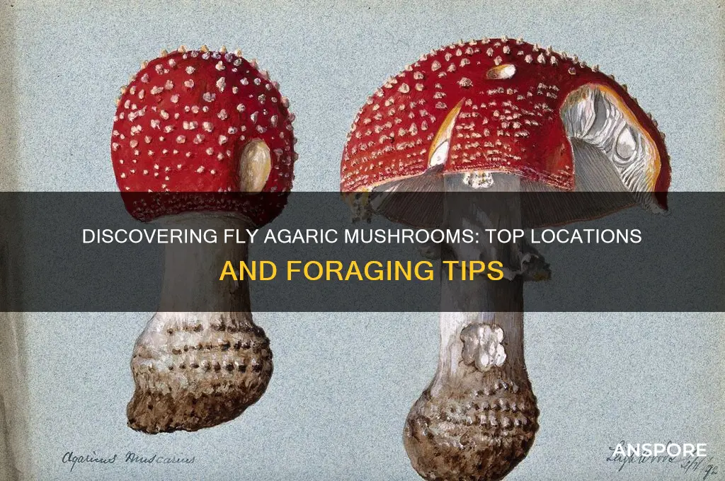 where to find fly agaric mushrooms