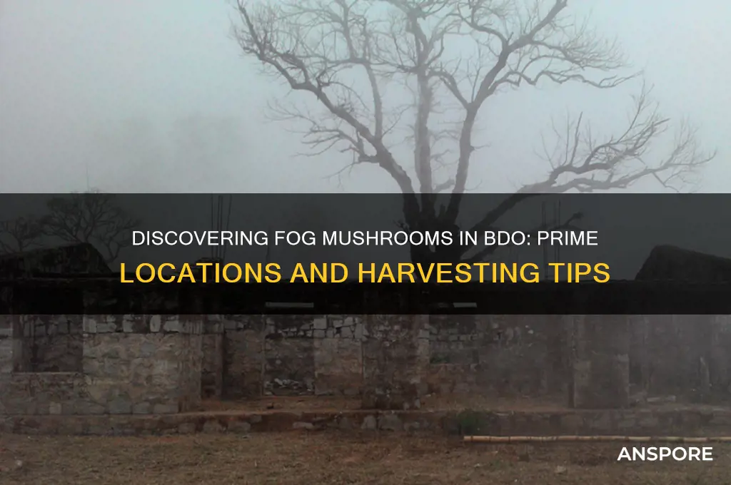 where to find fog mushrooms bdo