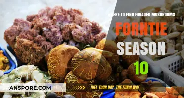 Foraging Hotspots: Discover Season 10's Best Mushroom Locations