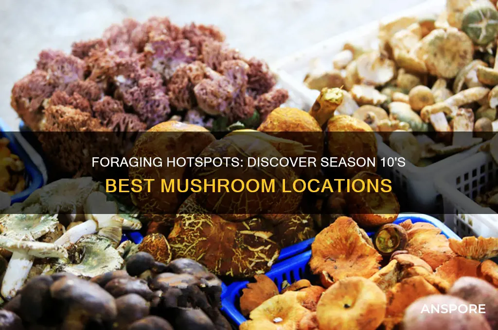 where to find foraged mushrooms forntie season 10