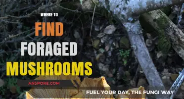 Discovering Edible Mushrooms: Top Foraging Spots and Safety Tips