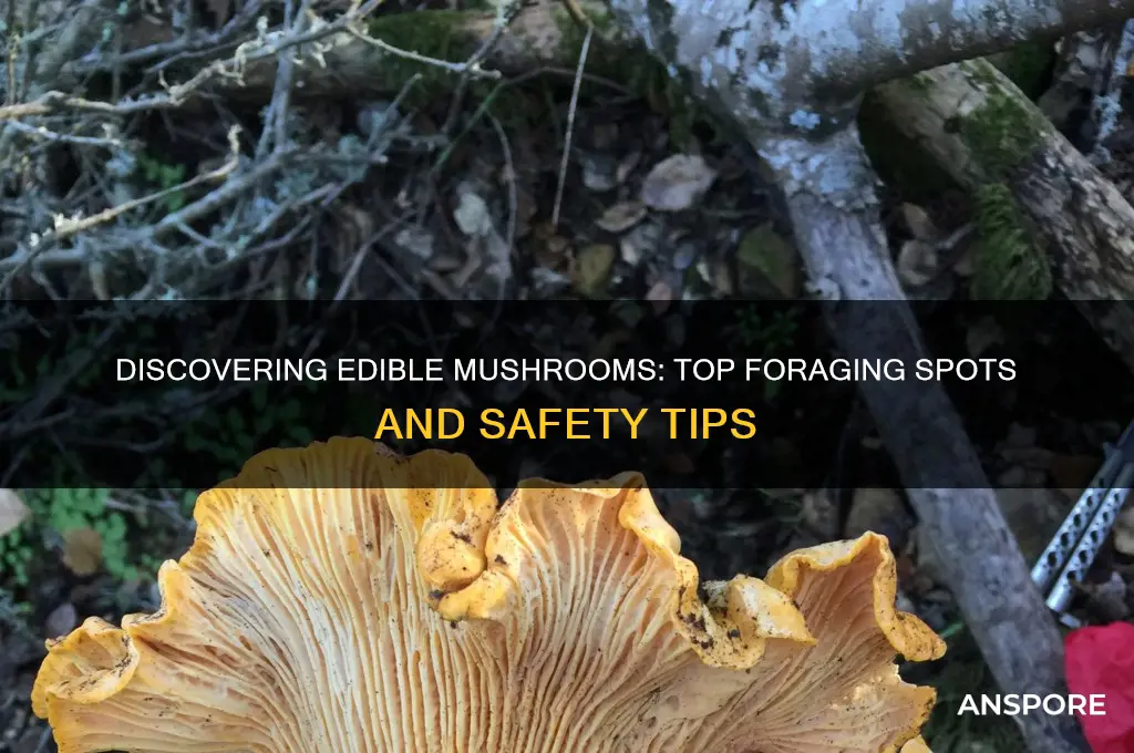 where to find foraged mushrooms