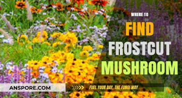 Discover Frostcut Mushrooms: Best Locations and Foraging Tips Revealed