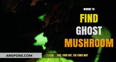 Discovering Ghost Mushrooms: Top Locations for Bioluminescent Fungus Hunting