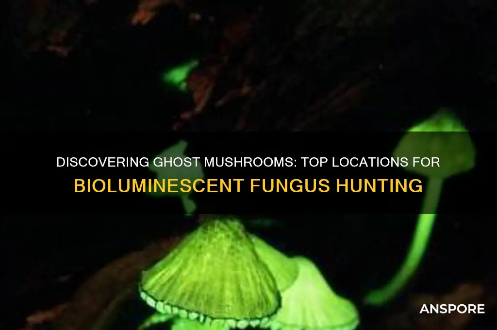 where to find ghost mushrooms