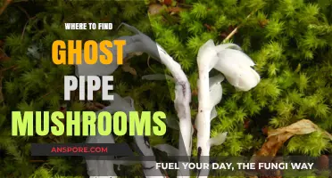Discovering Ghost Pipe Mushrooms: Top Locations and Foraging Tips