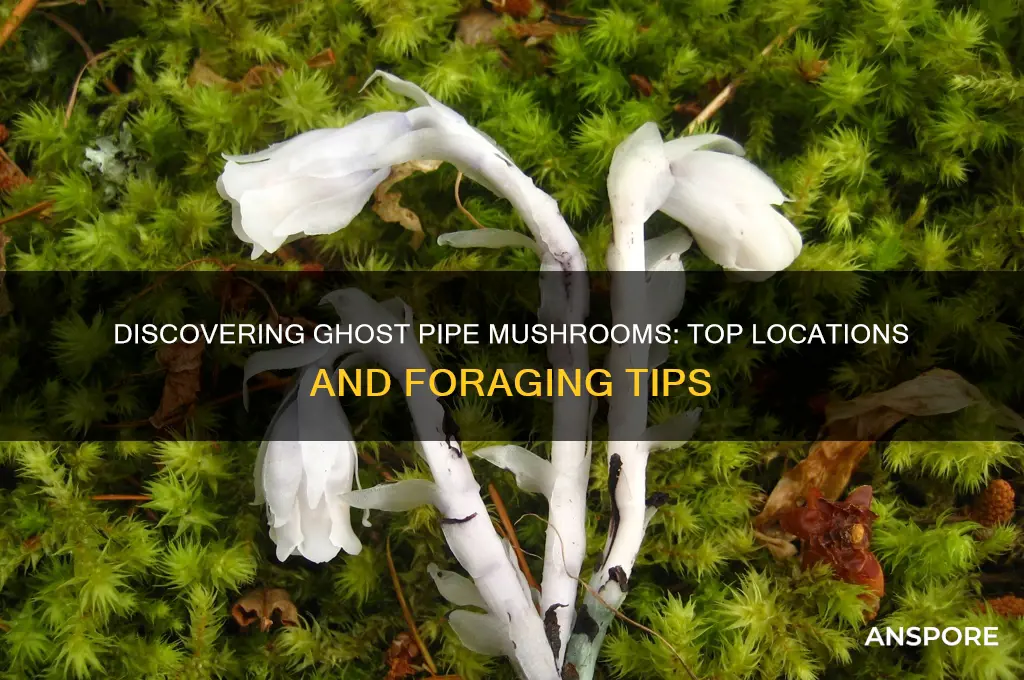 where to find ghost pipe mushrooms