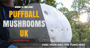 Discovering Giant Puffball Mushrooms: Top UK Foraging Spots and Tips