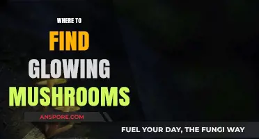 Discovering Bioluminescent Fungi: Top Spots to Find Glowing Mushrooms