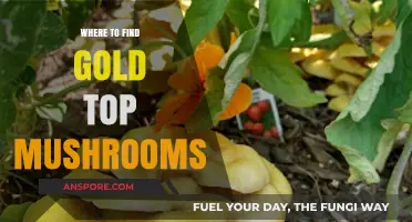 Discover Hidden Gold Top Mushrooms: Best Locations and Foraging Tips