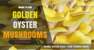 Discovering Golden Oyster Mushrooms: Top Locations for Foraging Success