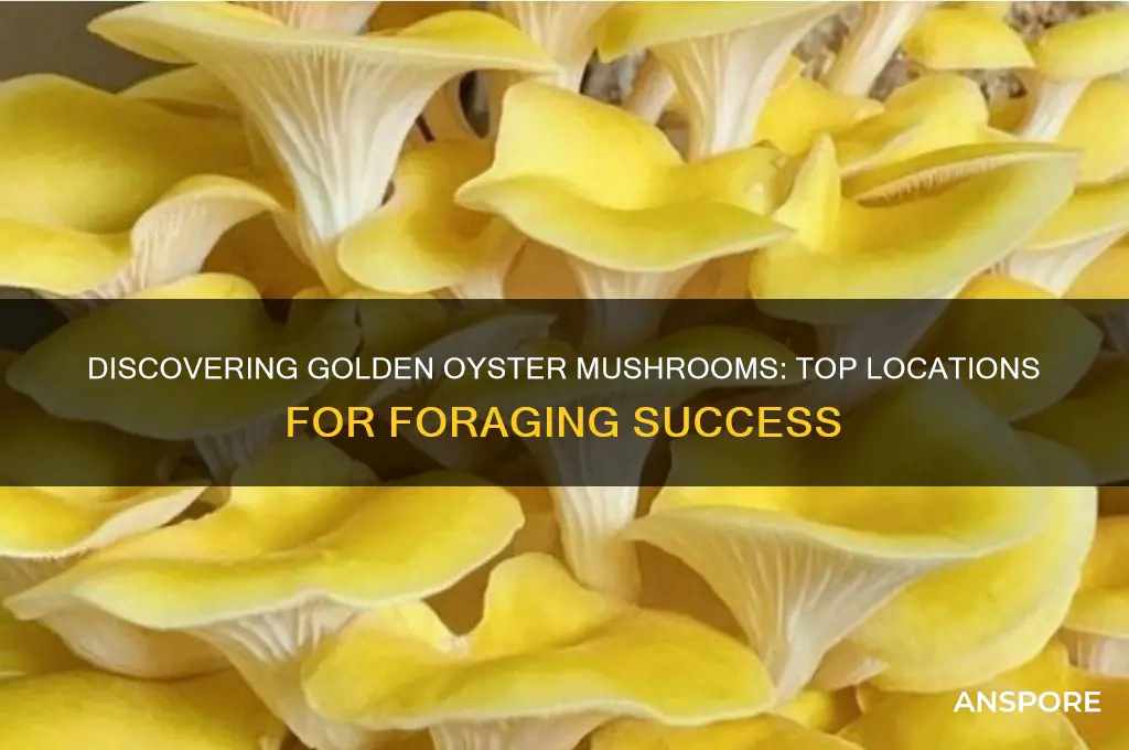where to find golden oyster mushrooms