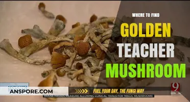 Discovering Golden Teacher Mushrooms: Top Locations and Growing Tips