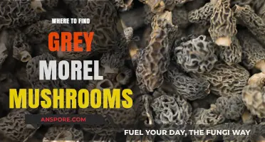 Discovering Grey Morel Mushrooms: Prime Locations for Foraging Success