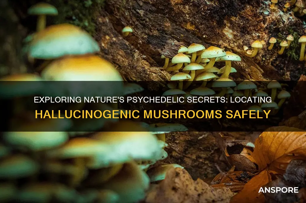 where to find hallucingenic mushrooms