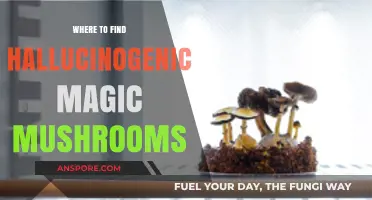 Exploring Nature's Hidden Gems: Locating Hallucinogenic Magic Mushrooms Safely