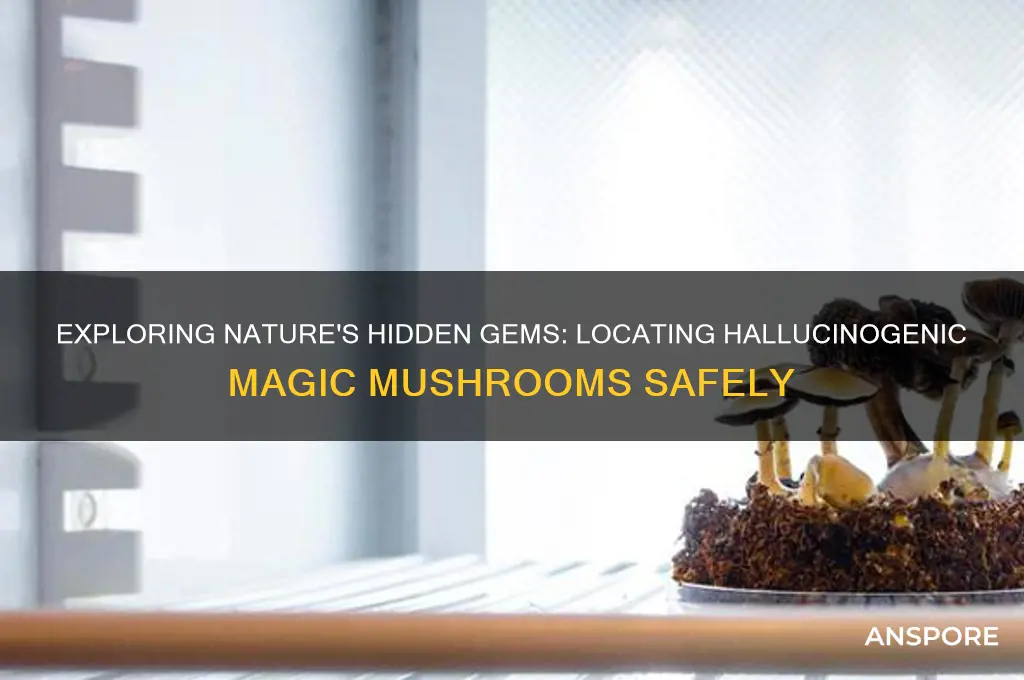 where to find hallucinogenic magic mushrooms