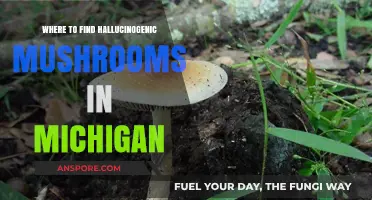 Exploring Michigan's Forests: Locating Hallucinogenic Mushrooms Safely and Legally