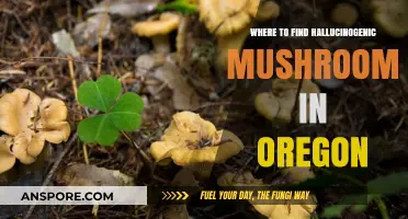 Exploring Oregon's Forests: Locating Hallucinogenic Mushrooms Safely and Legally