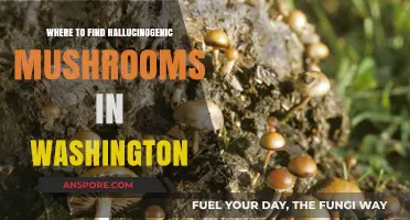 Exploring Washington's Forests: Locating Hallucinogenic Mushrooms Safely and Legally