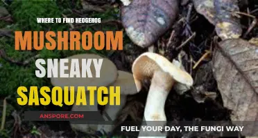 Discover Hidden Hedgehog Mushrooms in Sneaky Sasquatch: Top Locations