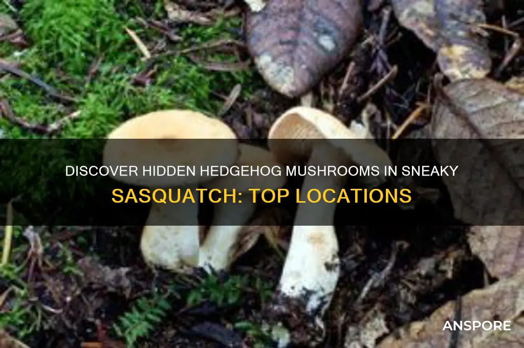 where to find hedgehog mushroom sneaky sasquatch