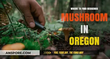 Discovering Hedgehog Mushrooms: Oregon's Best Foraging Spots Revealed