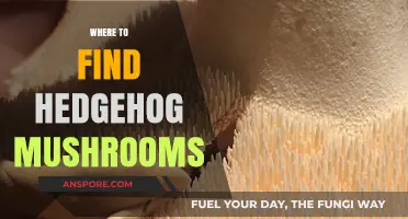 Discovering Hedgehog Mushrooms: Top Spots for Foraging Success