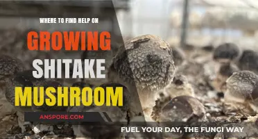Discover Top Resources for Growing Shiitake Mushrooms Successfully