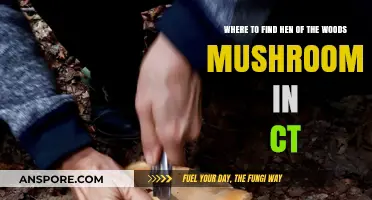 Discovering Hen of the Woods Mushrooms in Connecticut's Forests