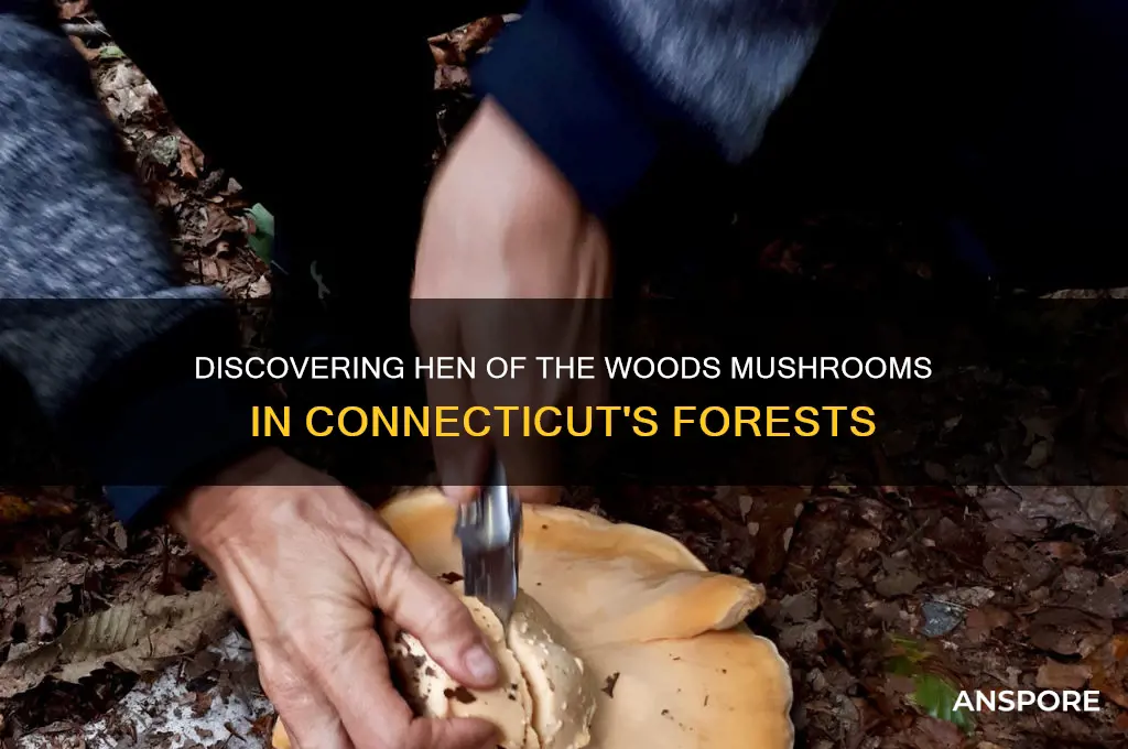 where to find hen of the woods mushrooms in ct