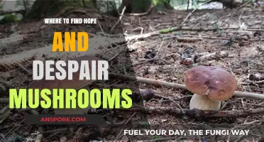Finding Hope and Despair Mushrooms: A Guide to Their Habitats