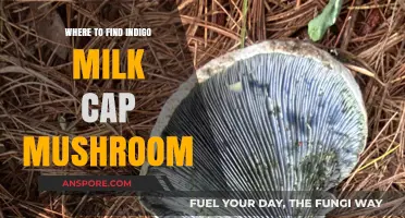 Discovering Indigo Milk Cap Mushrooms: Top Locations and Foraging Tips