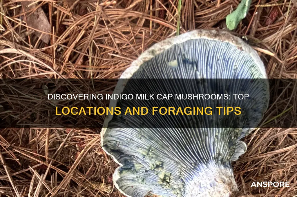 where to find indigo milk cap mushroom