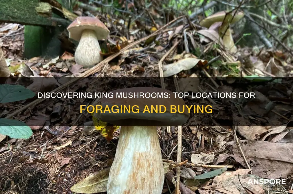 where to find king mushrooms