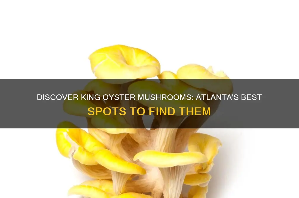 where to find king oyster mushrooms in atlanta