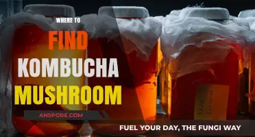 Discover the Best Sources for Kombucha Mushroom: A Comprehensive Guide