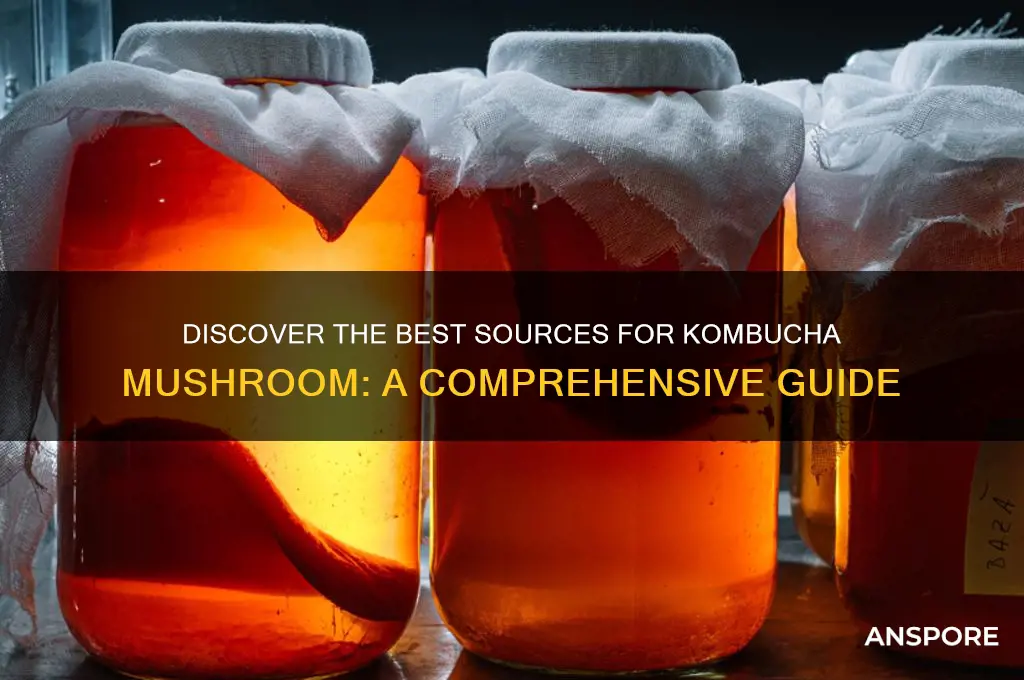 where to find kombucha mushroom