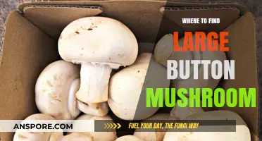 Discover the Best Spots to Find Large Button Mushrooms Easily