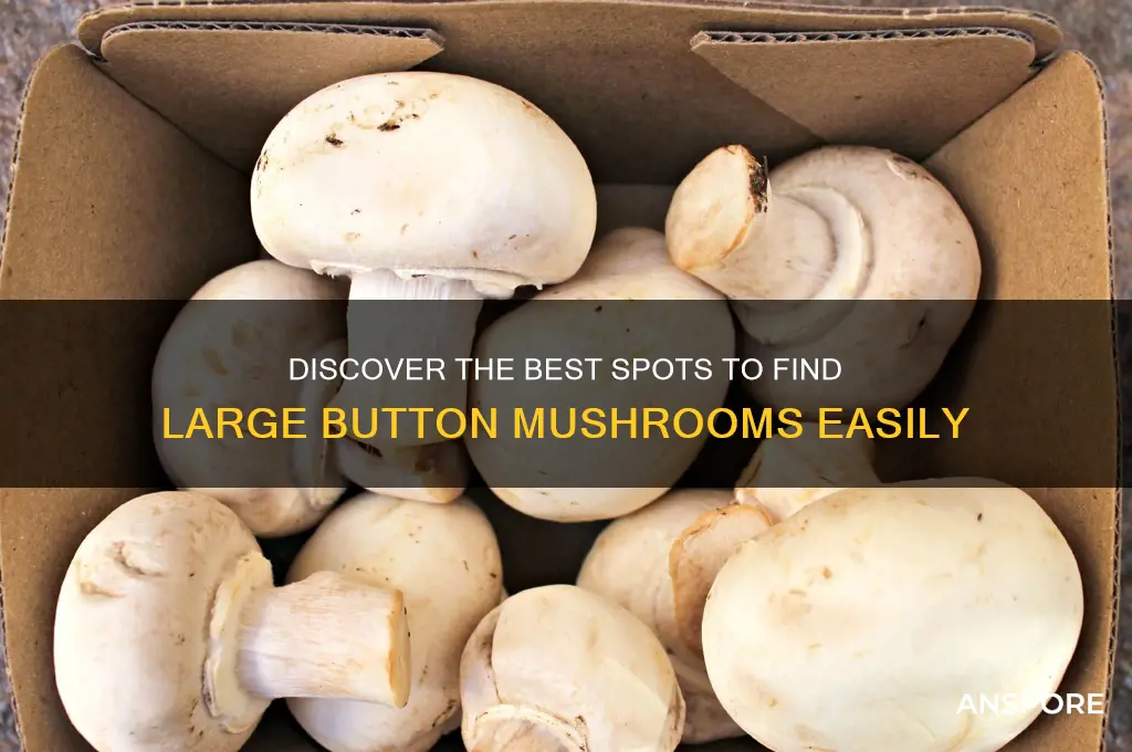 where to find large button mushrooms