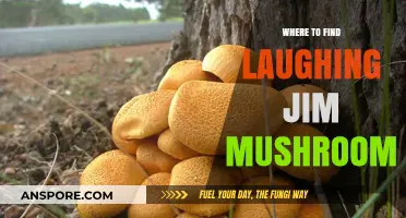 Discover Laughing Jim Mushrooms: Top Locations and Foraging Tips